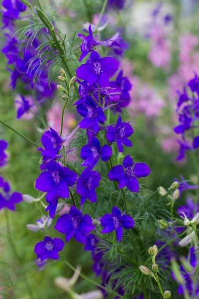 Monkshood azul florescendo — Fotografia de Stock