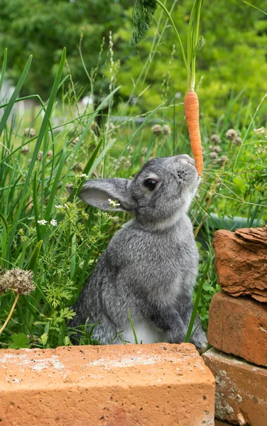 Маленький сірий кролик шиншили — стокове фото