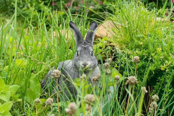 Kleine grijze chinchilla konijn — Stockfoto