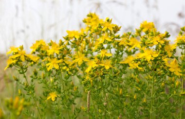 Çiçek açan St Johns wort 
