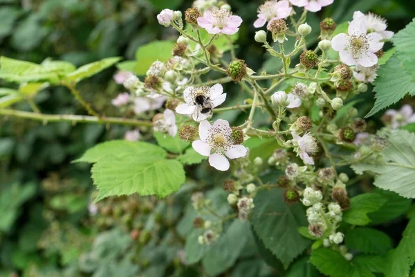 Bramble çiçek ve meyveleri — Stok fotoğraf