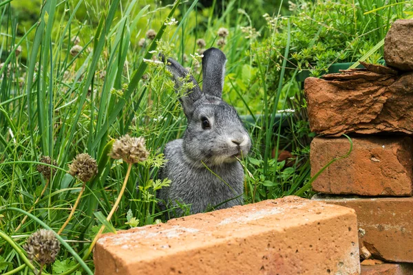 小さな灰色のウサギ — ストック写真