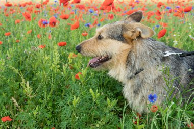 karışık-breed köpek