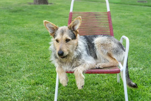 Cão misto — Fotografia de Stock