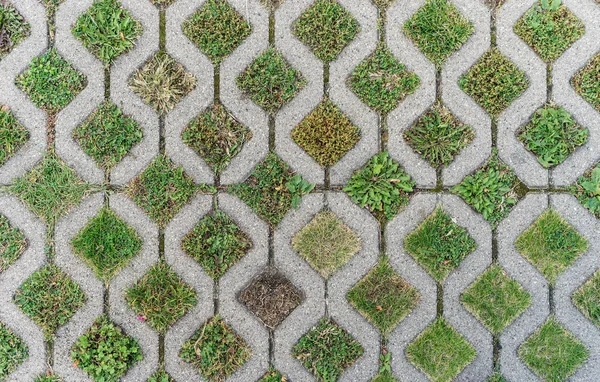 Straatstenen en planten — Stockfoto