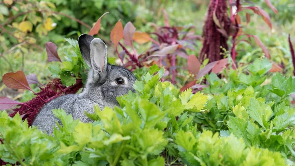 Pequeño conejo gris —  Fotos de Stock