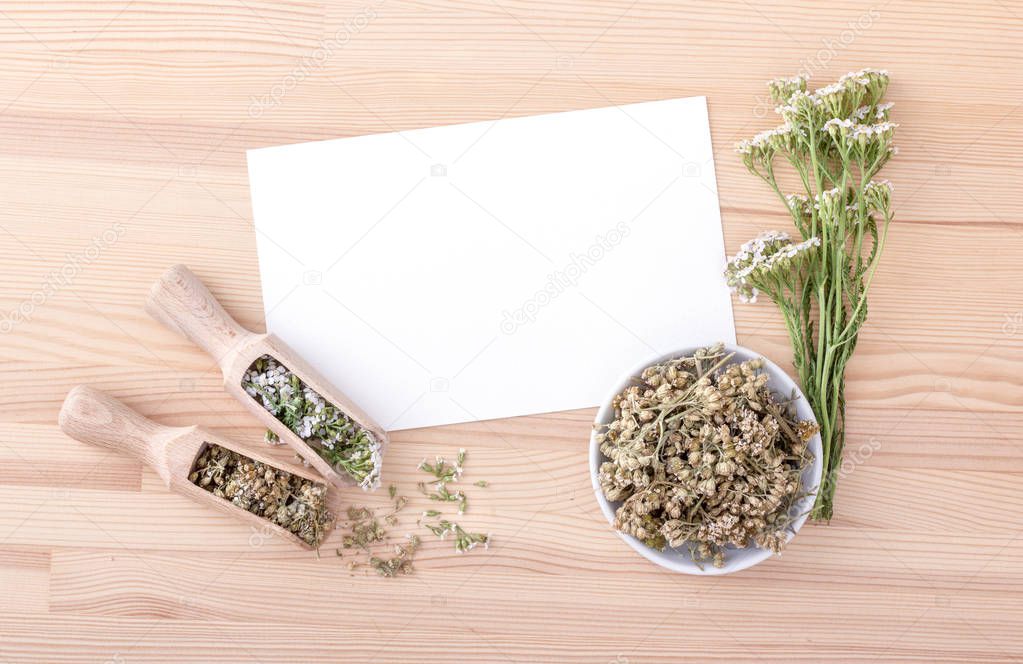  yarrow tea / Top view of white card with copy space and fresh and dried flowers and leaves of yarrow with a wooden background 