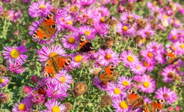 Bahçe / kırmızı sonbahar Aster kelebekler ile birçok tavus kuşu kelebek sonbahar dallarında