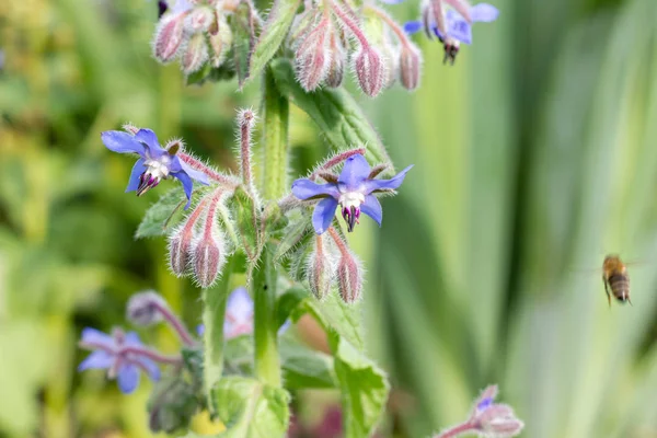 Starflower Borraja Con Flores Azules Jardín —  Fotos de Stock