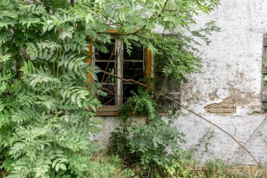 ıssız ev / kırsal kesimde bir ağaç eski bir ıssız ev pencere