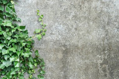 Ivy ile arka plan / arka plan gri duvar ve Ivy ile yaprakları 