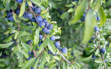 Blackthorn çalı / Olgun meyve ile Blackthorn çalı