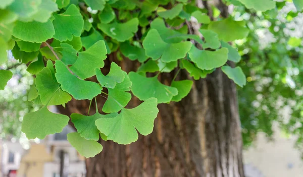 Ginkgo Boom Close Van Een Oude Ginkgo Boom Verona Italië — Stockfoto