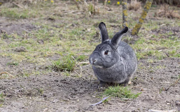 少し灰色のウサギかわいい グレー チンチラ ウサギが庭に座っている — ストック写真