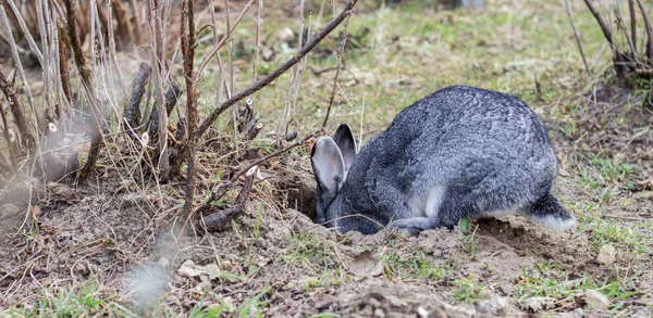 ウサギの穴 灰色ウサギが庭に穴を掘る — ストック写真