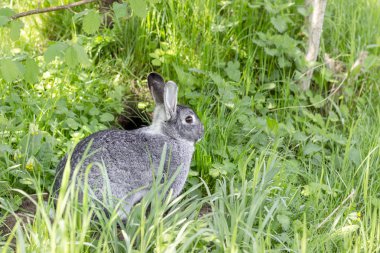  Gri Tavşan / gri, sevimli tavşan onun tavşan deliği önünde oturuyor