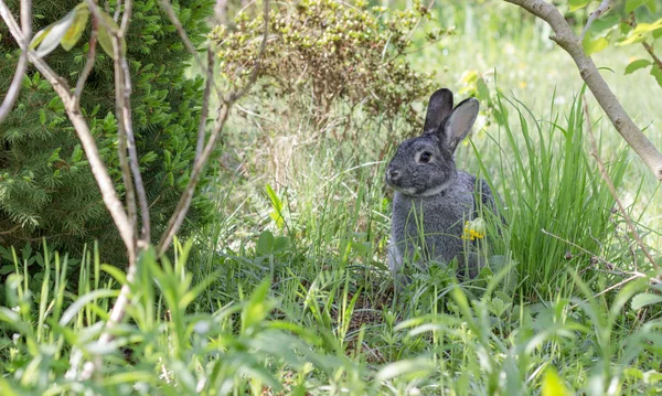 Chinchilla Kaninchen Ein Niedliches Graues Kaninchen Garten — Stockfoto