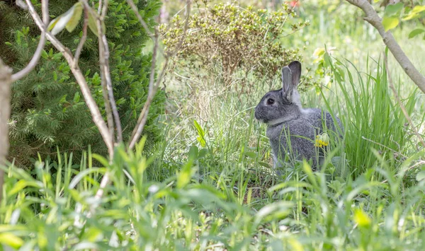 チンチラ ウサギ 庭にかわいい 灰色ウサギ — ストック写真