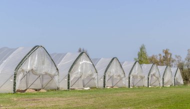 satır içinde kuşkonmaz büyüyor folyo çadır ile