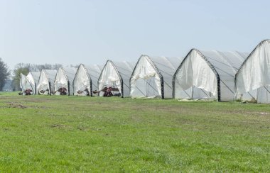 satır içinde kuşkonmaz büyüyor folyo çadır ile 