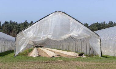 Uzun hillside yataklı bir folyo çadırda büyüyen kuşkonmaz