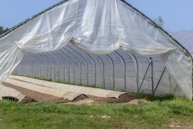 Uzun hillside yataklı bir folyo çadırda büyüyen kuşkonmaz