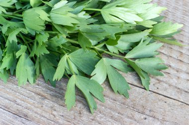 taze selâmotu / taze bir ahşap tahta üzerinde selâmotu dan bitki