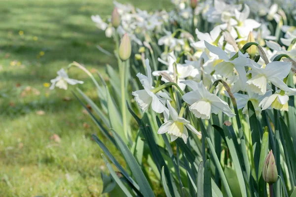 Blomsterrabatt Våren Med Vita Påskliljor — Stockfoto