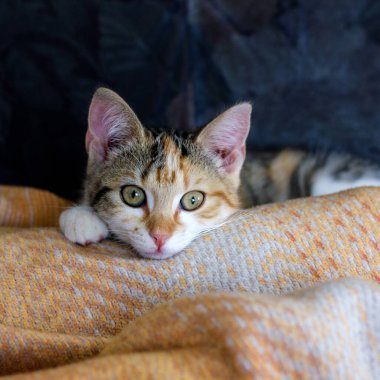 Genç, sevimli, tekir bir kedi yün bir battaniyenin üzerinde yatıyor.