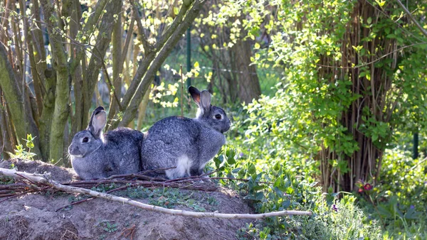 Twee Grijze Konijnen Zitten Zij Aan Zij Tuin — Stockfoto