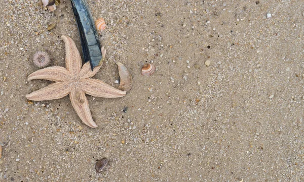 有海星 贝壳和海胆的北海海滩 — 图库照片