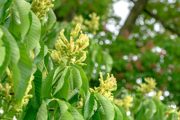 Detail Van Een Geel Bloeiende Paardenkastanje Aesculus Flava — Stockfoto