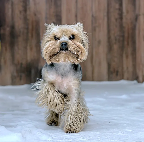 kshire korkunç bir yürüyüş