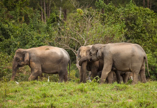 Familie Van Olifant Thailand Natuur Wildlife — Stockfoto