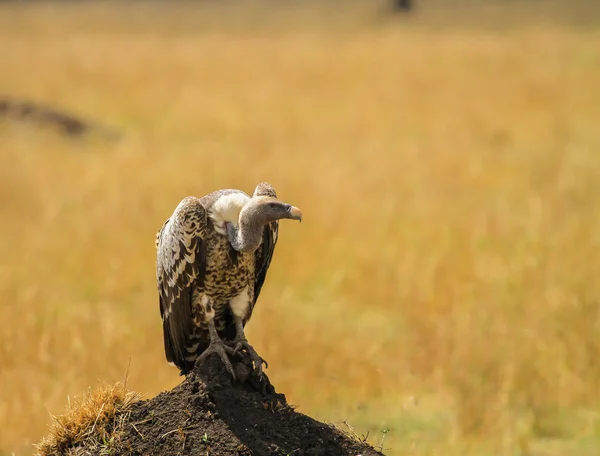 Vulture Nature Wildlife Kenya Vultures Found Europe Africa Asia — Stock Photo, Image