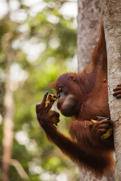 Orang Outans Sont Les Deux Espèces Exclusivement Asiatiques Grands Singes — Photo