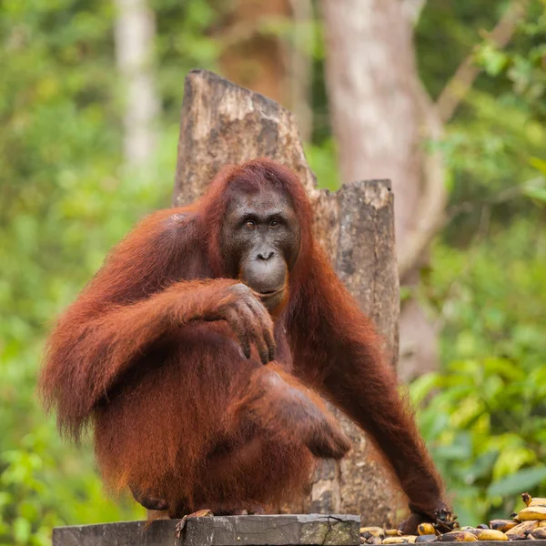 オランウータンは 現存する類人猿の 専らアジア種です インドネシアとマレーシアに自生 オランウータンで現在あるボルネオ島とスマトラ島の熱帯雨林だけ — ストック写真