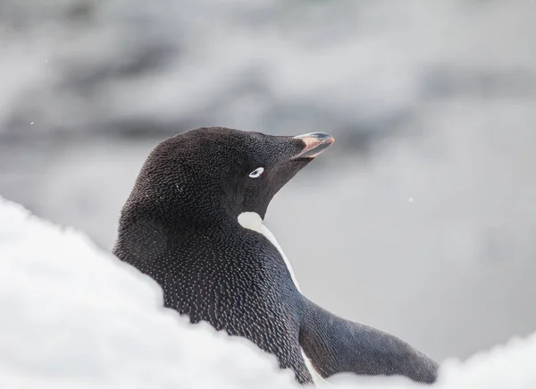 Gentoo Penguin Вид Пингвинов Роде Pygoscelis Снегопаде Антарктиде — стоковое фото
