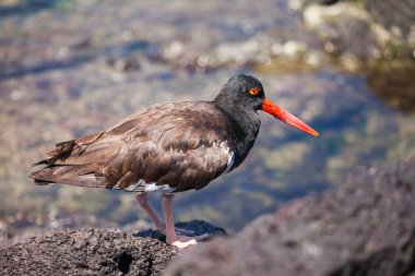 Galapagos Shore kuşlar. Birçok yerleşik shore kuşlar Galapagos anakara tür verildi ve endemik alt türü durumu katılmakta tarafından yeterince değişti artık. Sadece bir tane tam tür durum verildi: endemik lav 