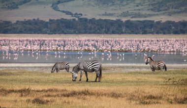 Zebra Ngorongoro koruma alanı içinde. Yaban hayatı için arka plan hayvanlarda.