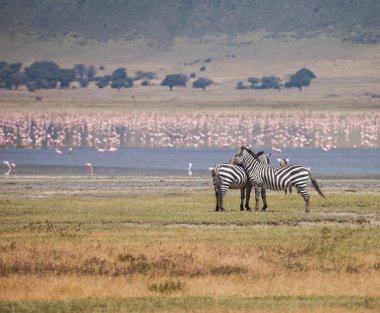 Ngorongoro koruma alanı