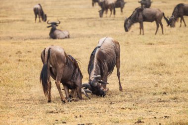 yaban hayatı wildebeest kavga