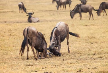 yaban hayatı wildebeest kavga