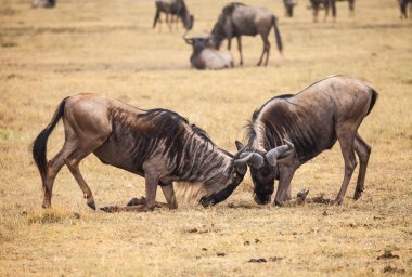 yaban hayatı wildebeest kavga