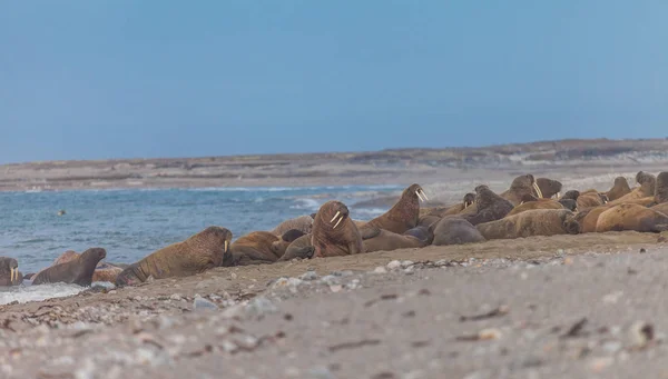 Morse Odobenus Rosmarus Est Grand Mammifère Marin Nageoires Avec Une — Photo