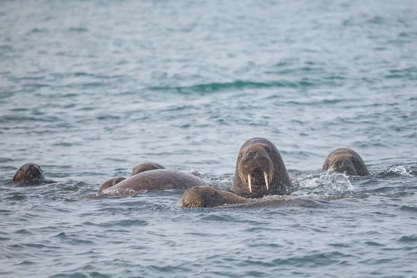 セイウチ 大臨床繁殖 は北極海の北極の不連続分布と大型棲海洋哺乳動物 — ストック写真