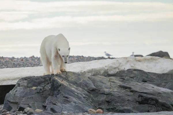 Ours Polaire Ursus Maritimus Est Ours Carnivore Dont Aire Répartition — Photo