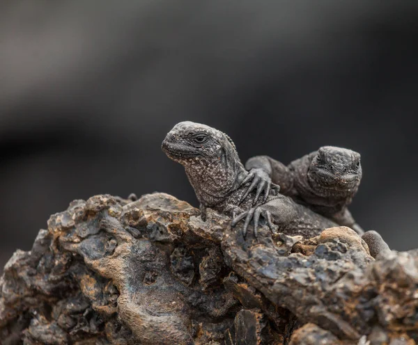 Tengeri Leguán Iguana Galpagos Szigeteken Amely Képes Egyedi Modern Gyíkok — Stock Fotó