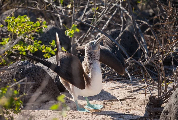 Blue Footed Booby Sula Nebouxii Marine Bird Family Sulidae Galapagos — Stock Photo, Image