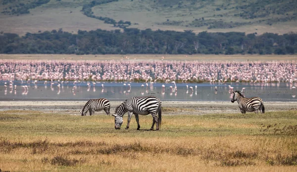 Zebra Ngorongoro Conservation Area Animals Wildlife Background — Stock Photo, Image